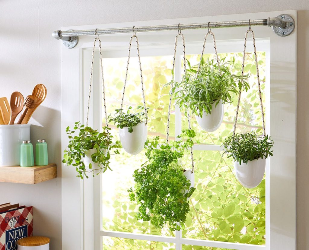 Hanging Window Plants