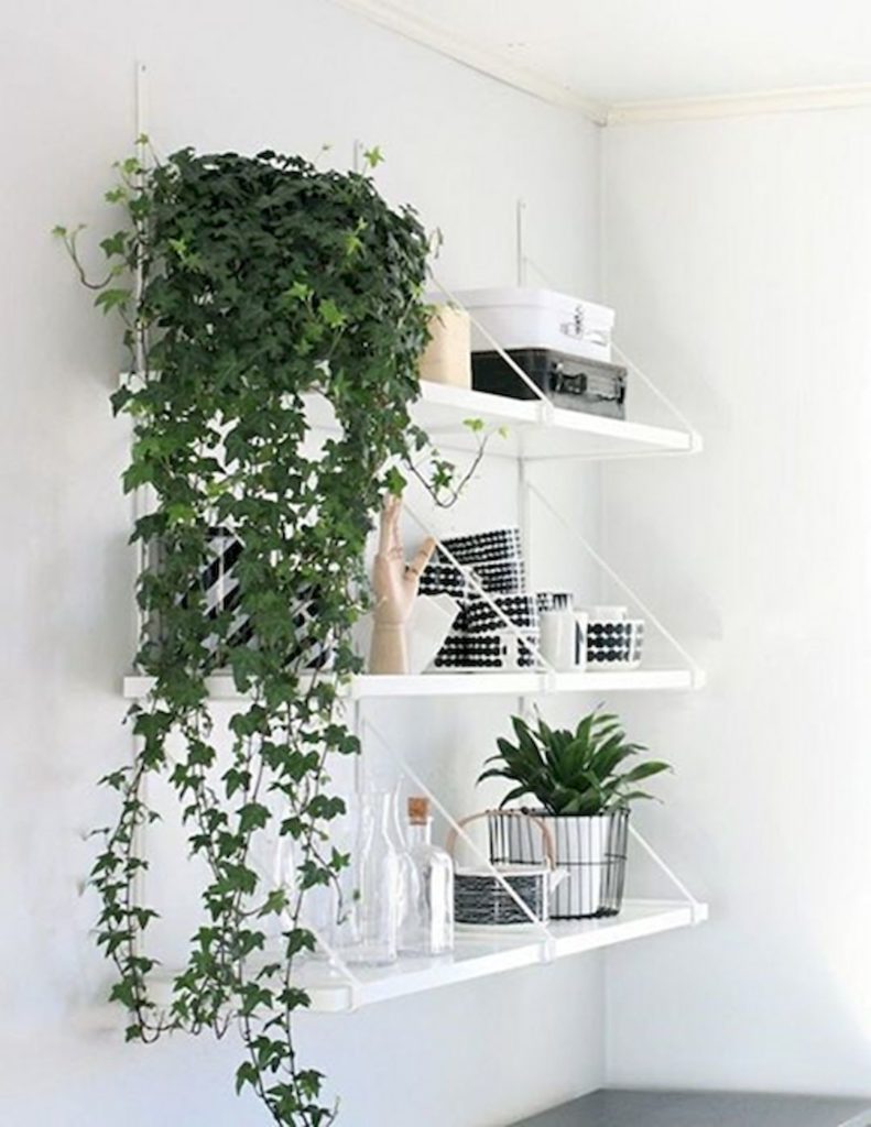 Handy Interior Plant Indoor Plants from therugseller